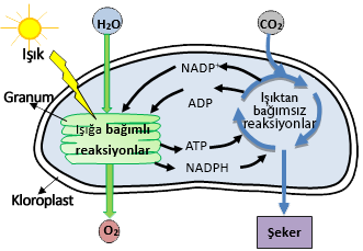 Fotosentezin ışığa bağımlı ve ışıktan bağımsız reaksiyonları